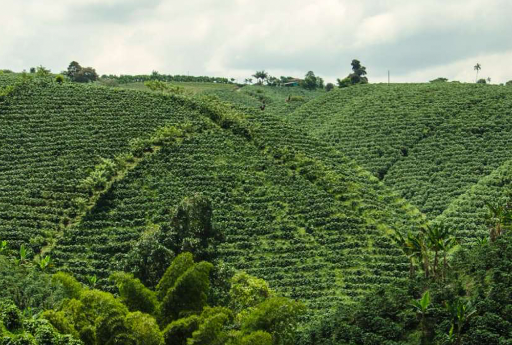Todos los municipios cafeteros del Huila deben ser incluidos en el FAIA